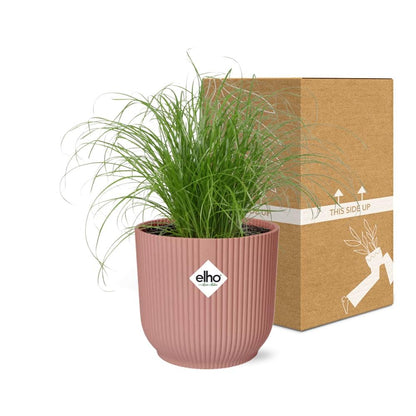 Cyperus Alternifolius Zumula im ELHO Vibes Fold 14cm rosa