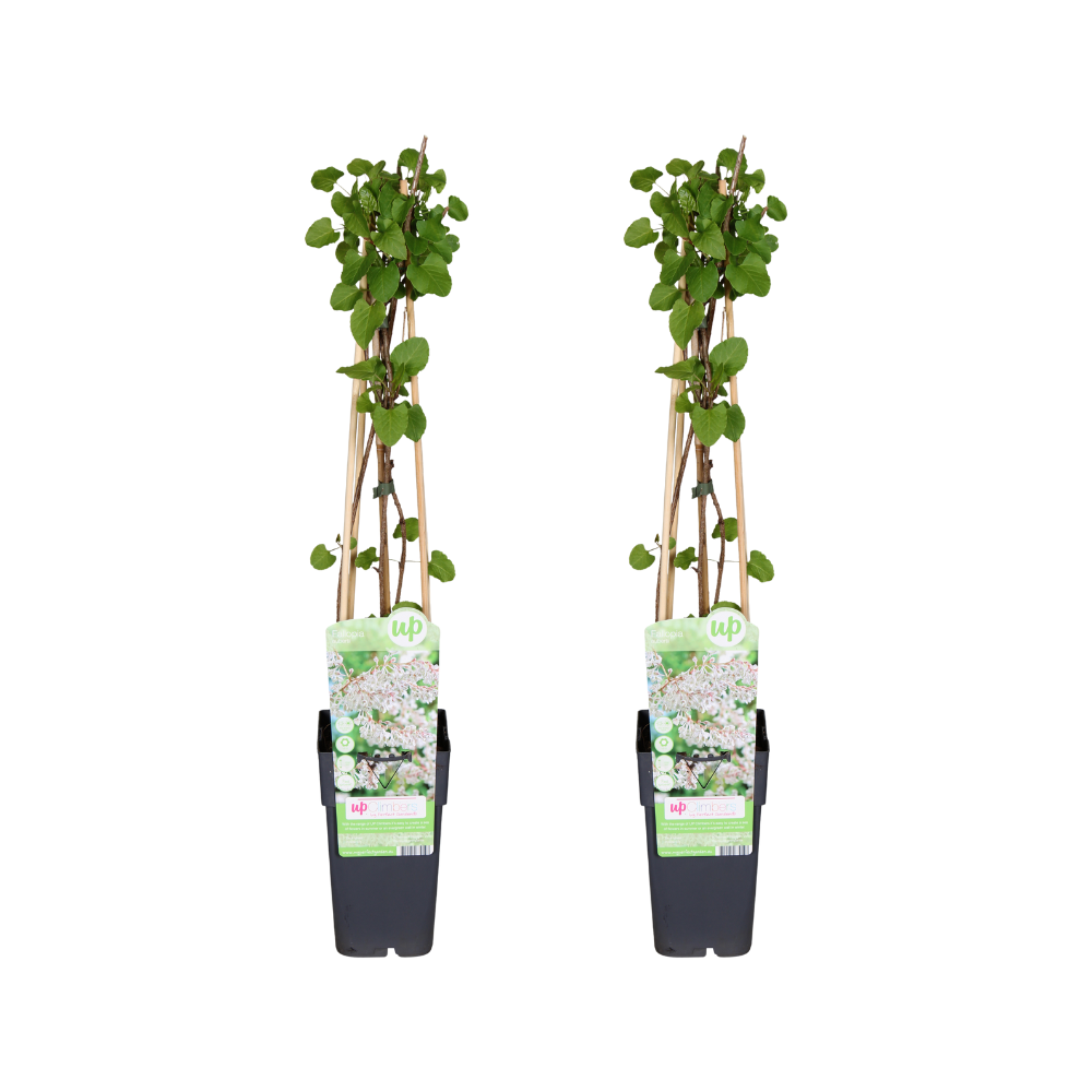 Fallopia baldschuanica – Kletterpflanze, 2er-Set Ø15cm