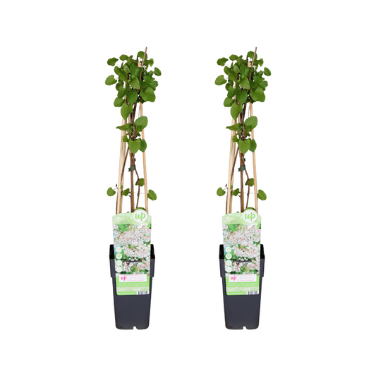 Fallopia baldschuanica – Kletterpflanze, 2er-Set Ø15cm