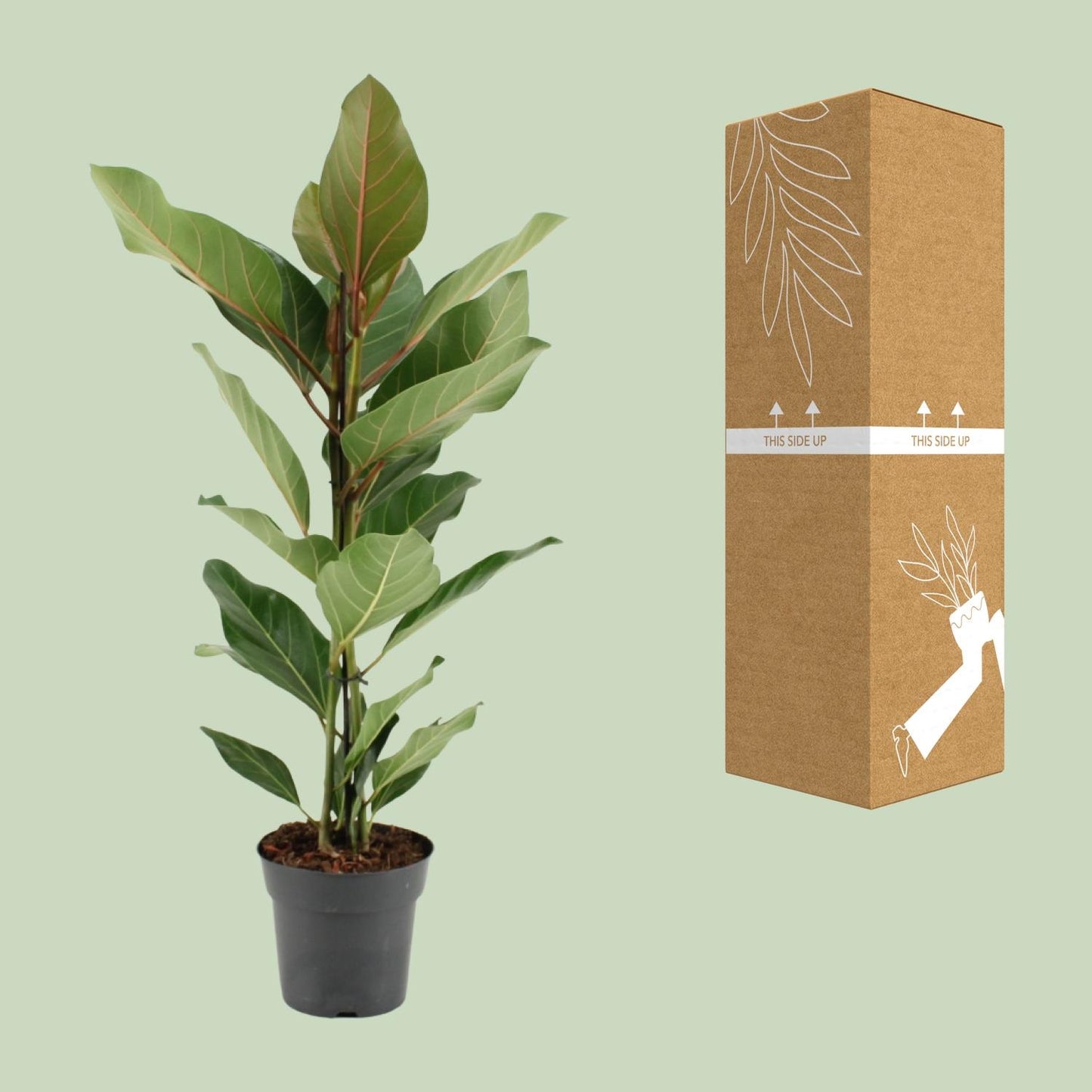 Ficus Benghalensis Joy – Pflegeleichter Zimmerbaum Ø17cm