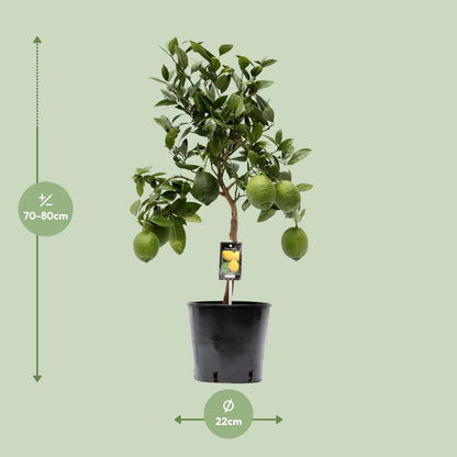 Citrus Lemon – Sonnige Zitruspflanze Ø22cm, 80cm hoch