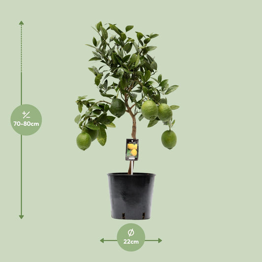 Citrus Lemon – Sonnige Zitruspflanze Ø22cm, 80cm hoch
