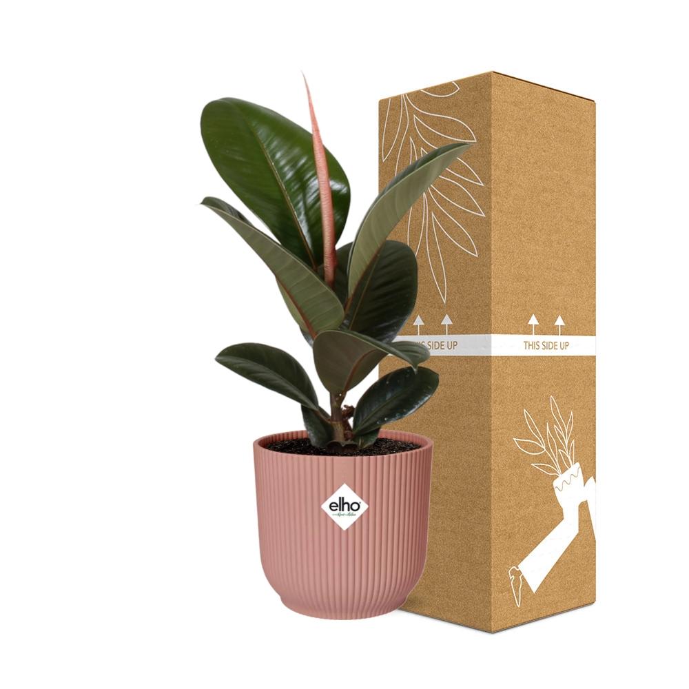 Ficus Elastica ‘Robusta’ im ELHO Vibes Fold 14cm Topf rosa