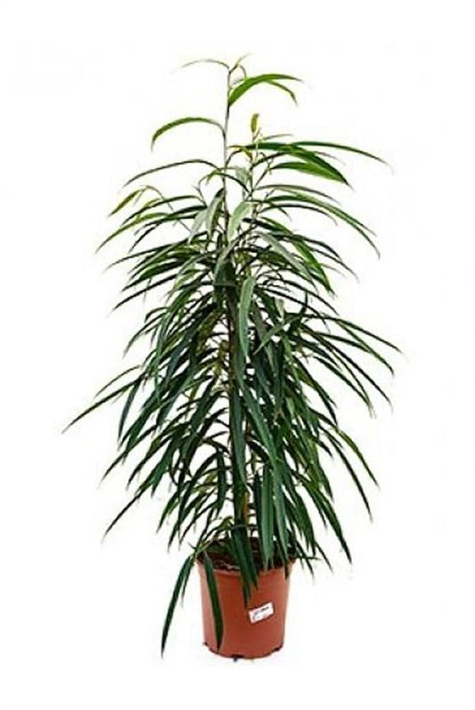 Ficus Binnendijkii 'Alii' – Pflegeleichte Zimmerpflanze Ø17cm