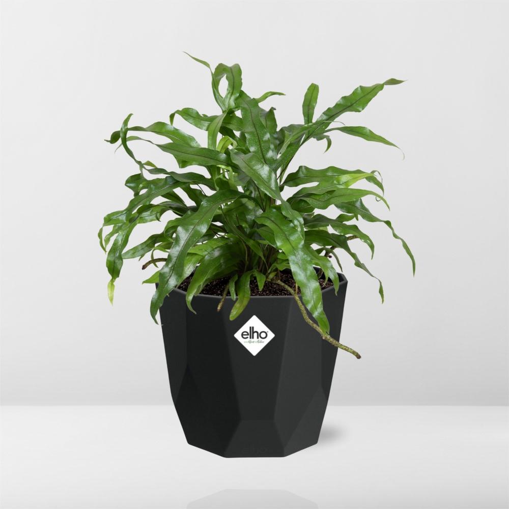 Microsorum Diversifolium – Kängurufarn 14cm Topf