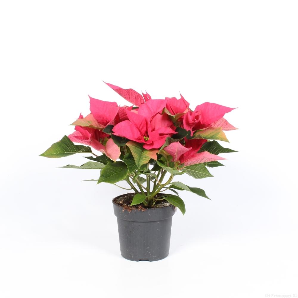 Euphorbia Pink – Pflegeleichte Trendpflanze Ø10,5 cm