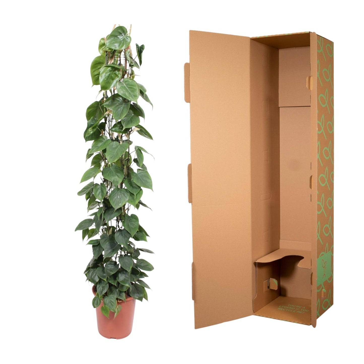 Philodendron Scandens Gaasrek – 160 cm, ø27 cm