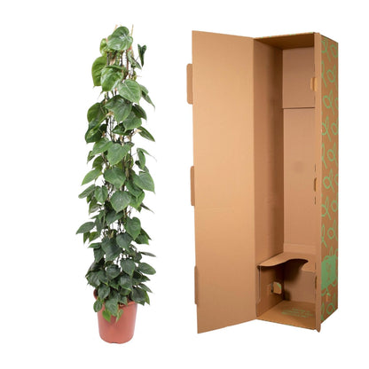 Philodendron Scandens Gaasrek – 160 cm, ø27 cm
