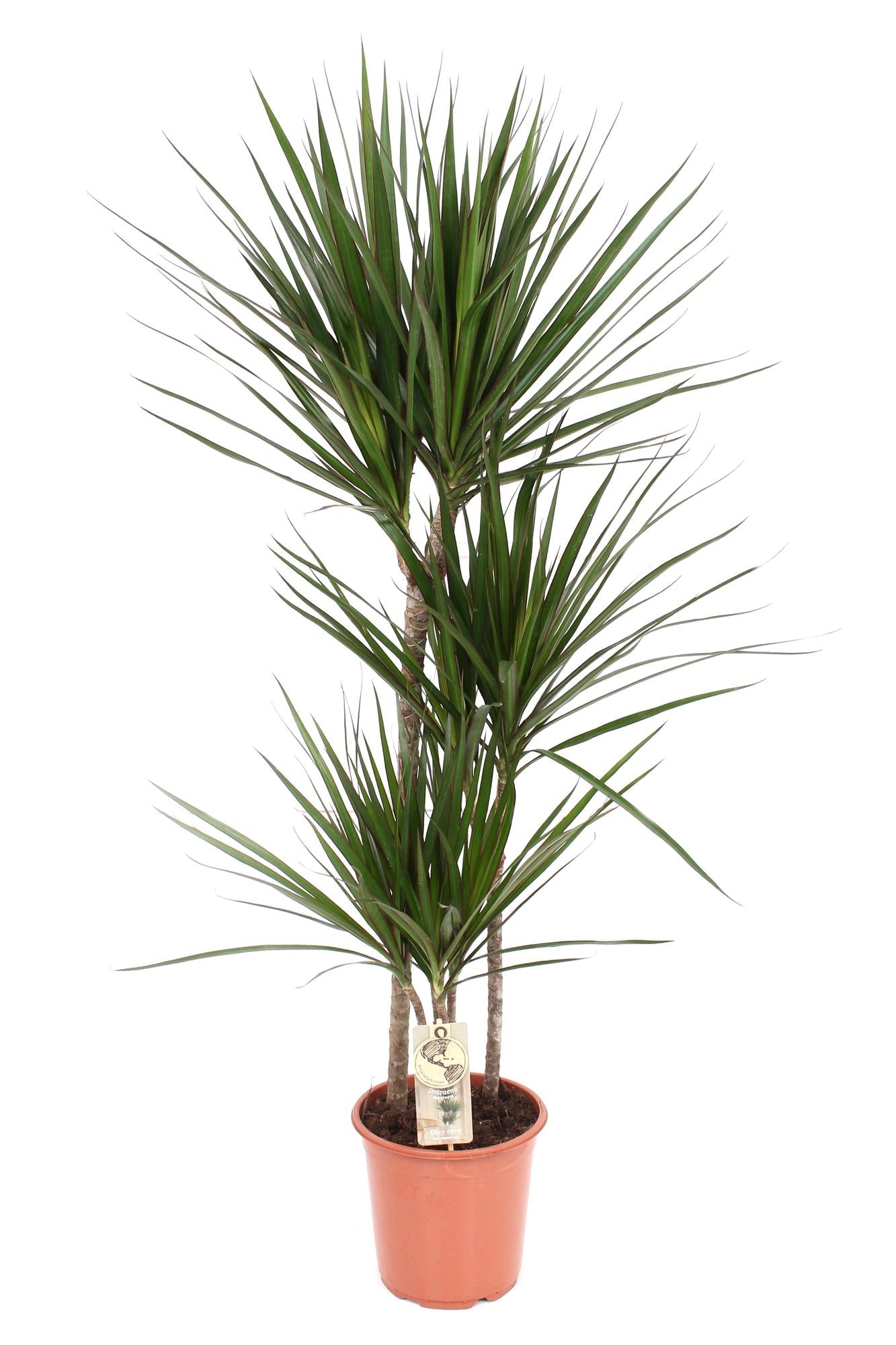 Dracaena Marginata – Pflegeleichte Zimmerpflanze Ø21 cm