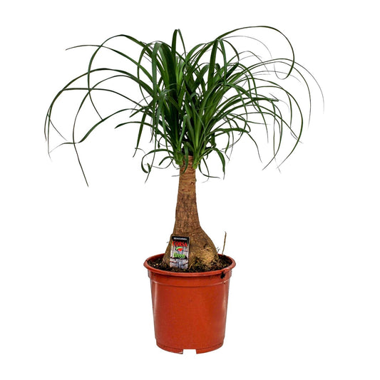 Beaucarnea Nolina (Elefantenfuß) Ø19cm, 60cm hoch