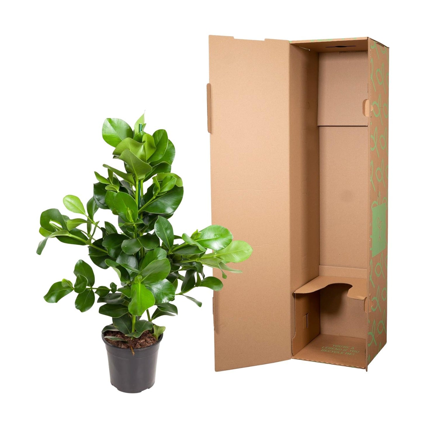 Clusia Rosea – Robuste und pflegeleichte Zimmerpflanze 110 cm