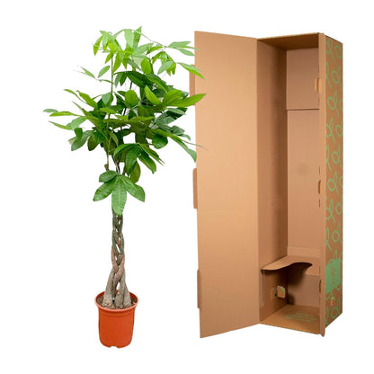 Pachira Aquatica – Geldbaum, 140 cm, ø27 cm
