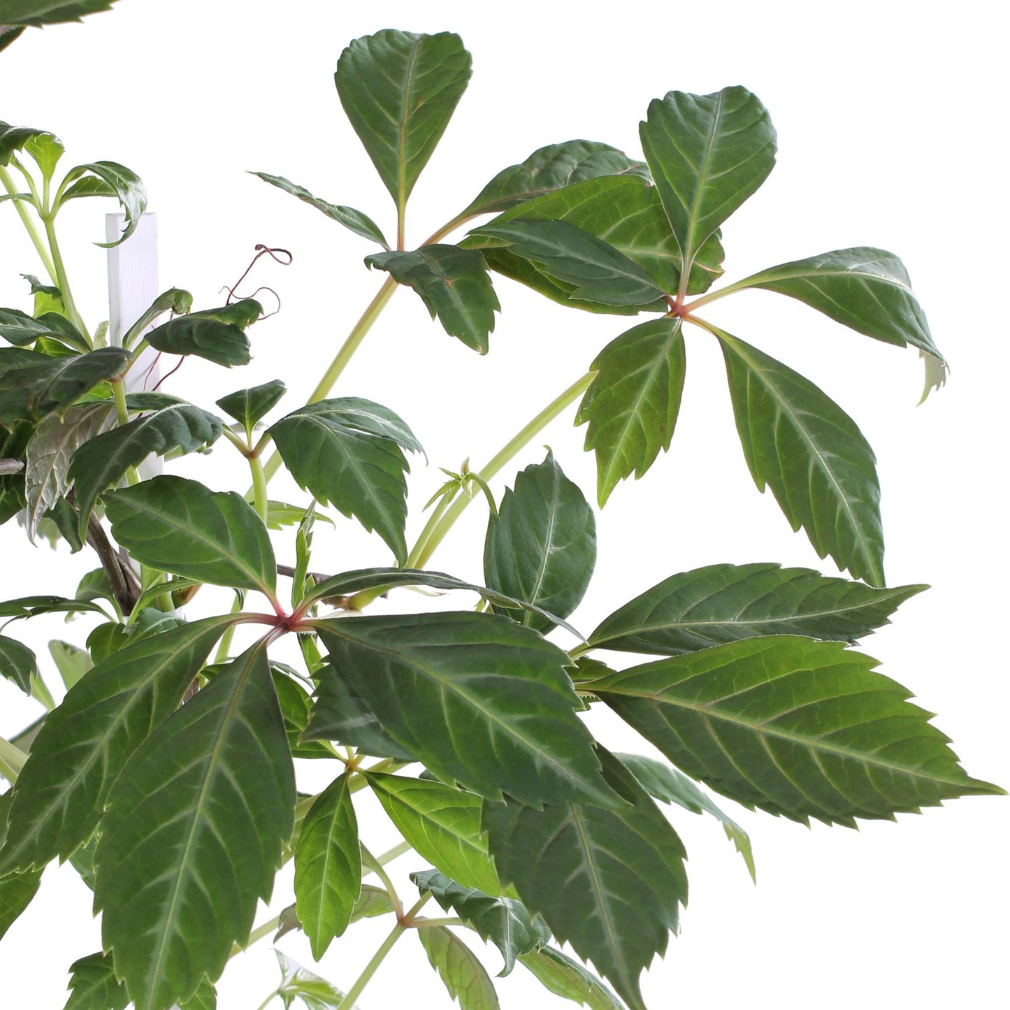 Parthenocissus henryana – Farbintensives Kletterwunder Ø15cm