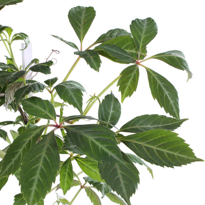 Parthenocissus henryana – Farbintensives Kletterwunder Ø15cm