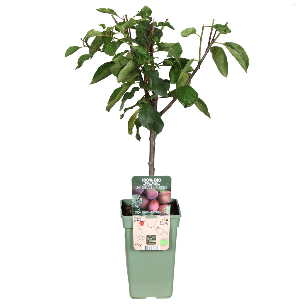 Prunus Domestica Reine Victoria Pflaume – Ø19 cm, ca. 70 cm hoch