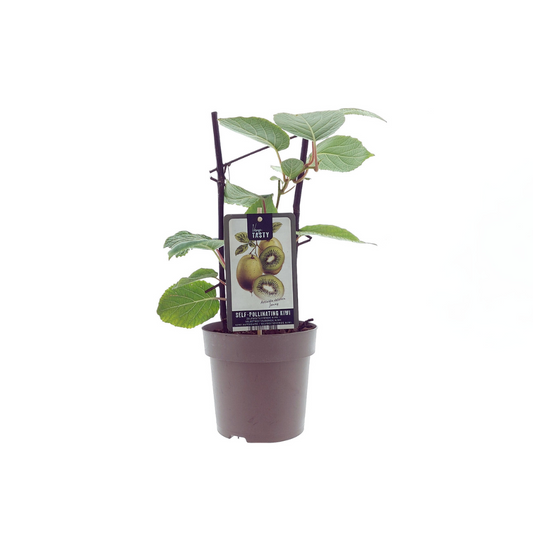 Selbstfruchtende Kiwi 'Jenny' – Kletterpflanze Ø15cm