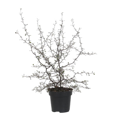 Corokia Cotoneaster – Pflegeleichte Zigzag-Zimmerpflanze Ø12cm