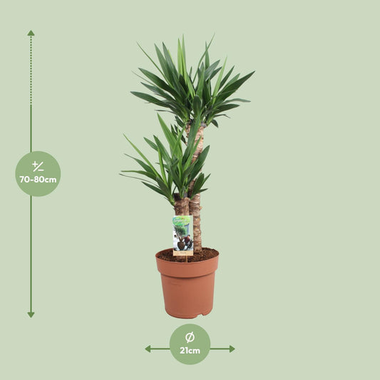 Yucca Elephantipes - Ø21cm Topf - ca. 80cm Höhe
