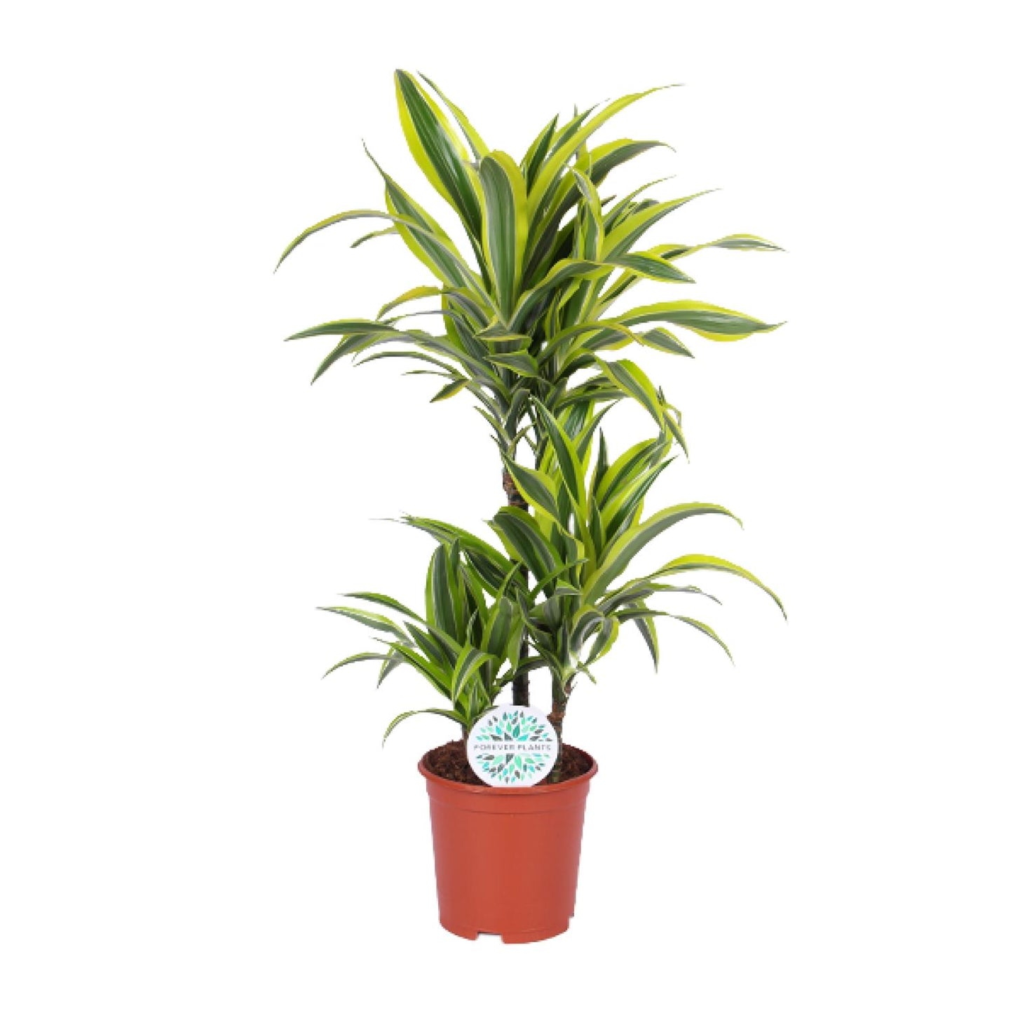 Dracaena Lemon Lime – Pflegeleichter Drachenbaum Ø21cm, 90cm hoch