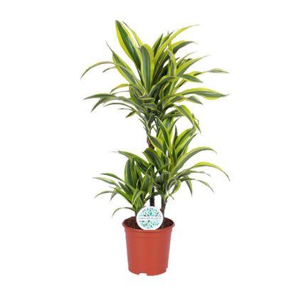 Dracaena Lemon Lime – Pflegeleichter Drachenbaum Ø21cm, 90cm hoch