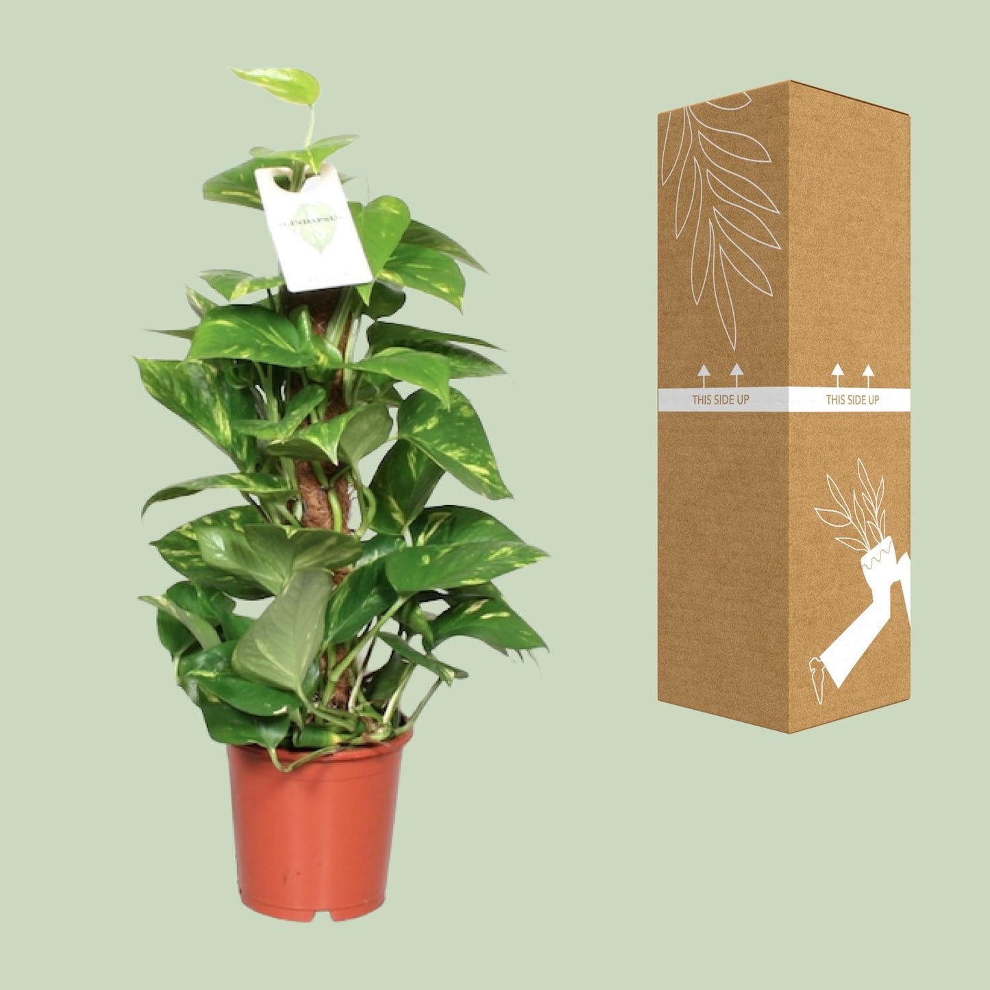 Epipremnum Aureum – Goldene Efeutute Ø15 cm, ca. 60 cm hoch