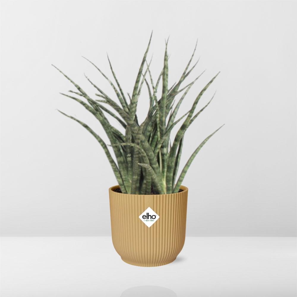 Sansevieria Fernwood Punk in ELHO Vibes Fold 14cm Gelb