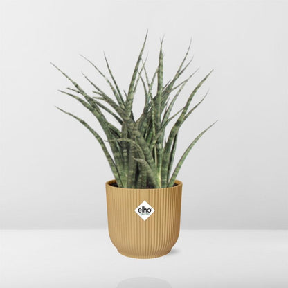 Sansevieria Fernwood Punk in ELHO Vibes Fold 14cm Gelb