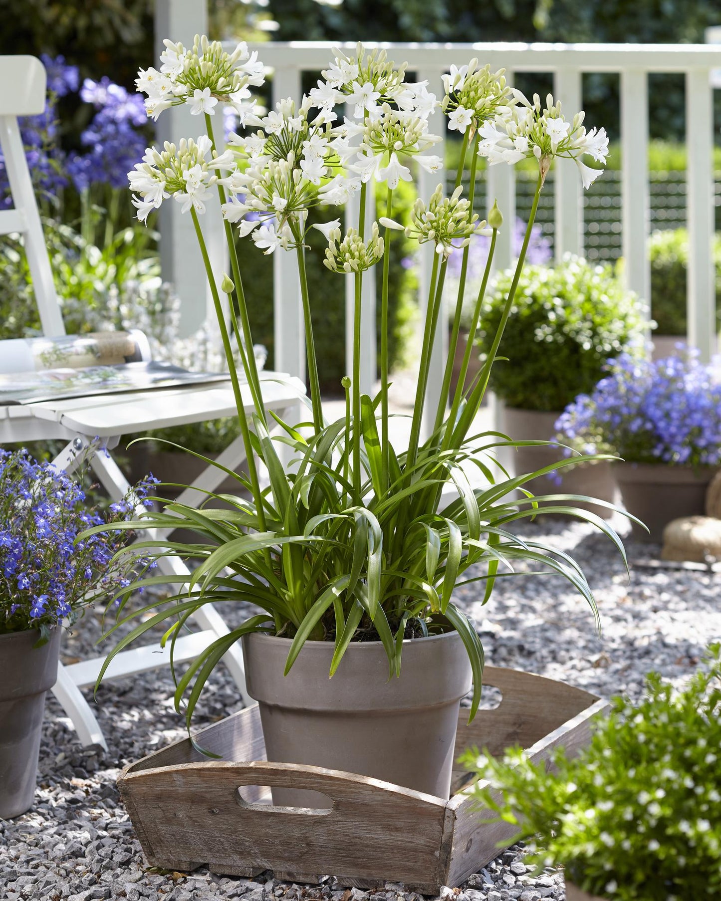 Agapanthus 'Ever White' – Pflegeleichter Blütenstar Ø19 cm