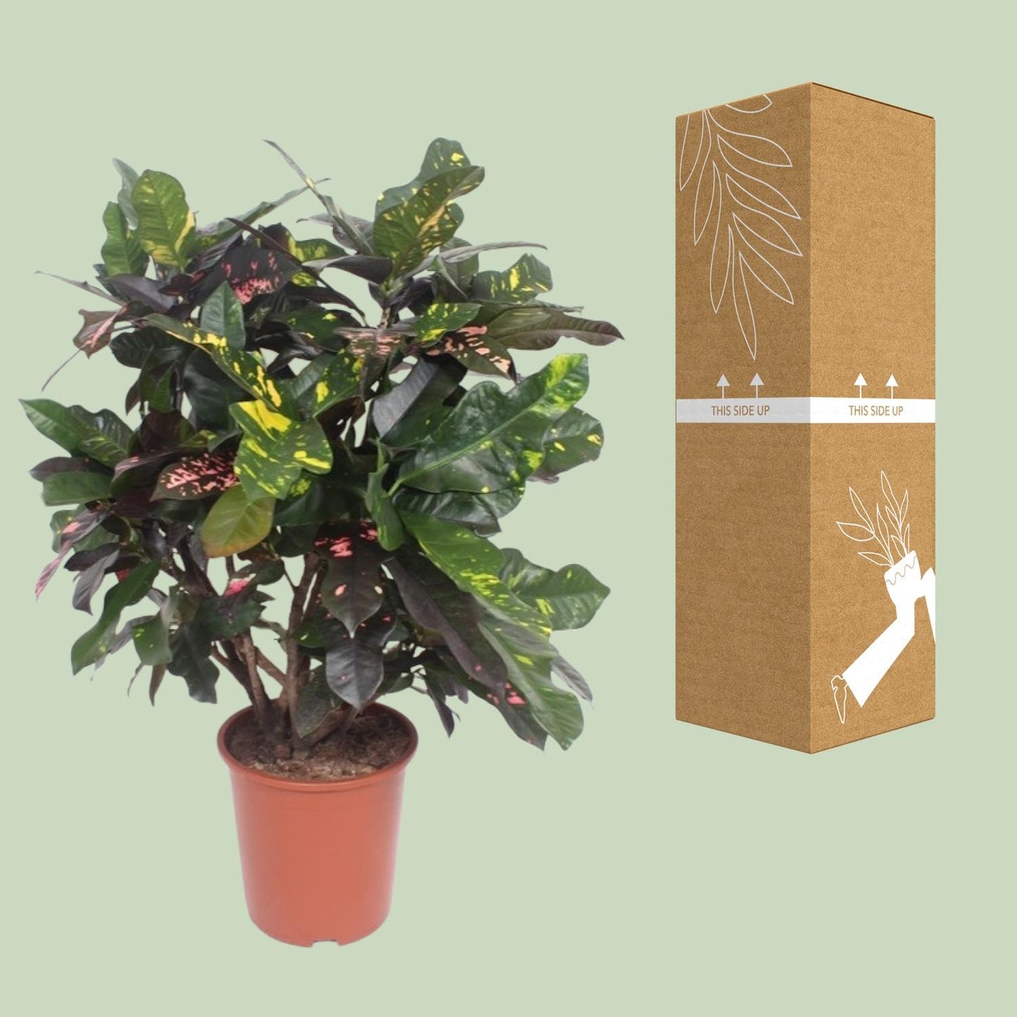 Codiaeum Magnificent (Croton) – Pflegeleichte Trendpflanze Ø27cm, 110cm hoch
