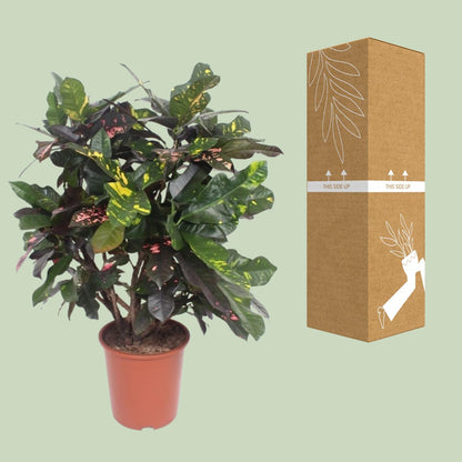 Codiaeum Magnificent (Croton) – Pflegeleichte Trendpflanze Ø27cm, 110cm hoch