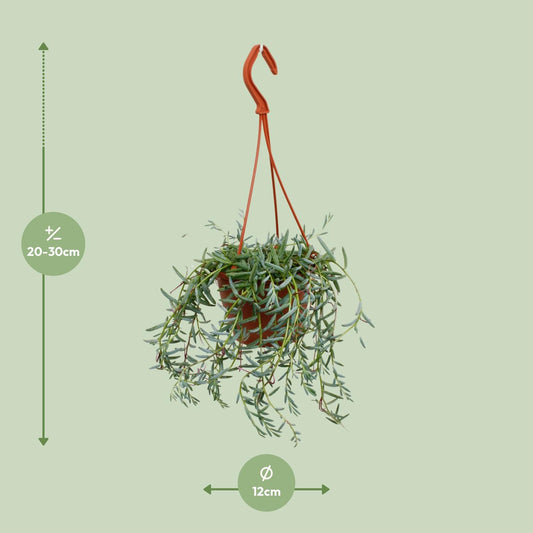 Senecio Hallianus – Pflegeleichte Sukkulente Ø12cm