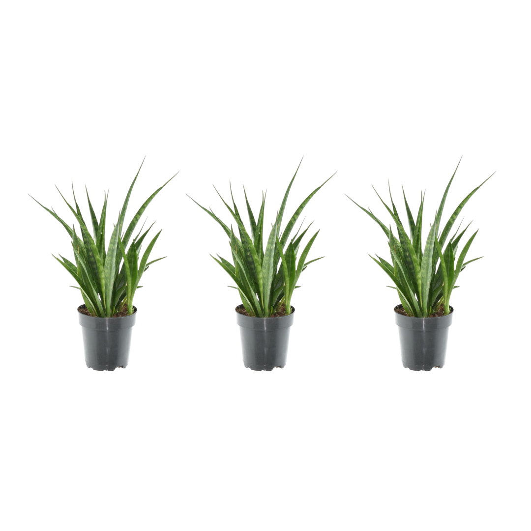 3x Sansevieria Kirkii – Pflegeleichte Zimmerpflanze 38 cm