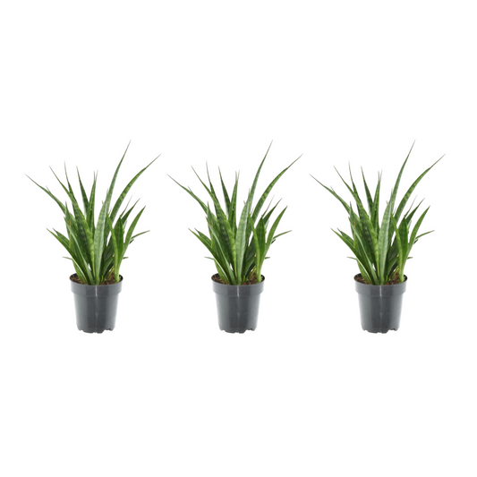 3x Sansevieria Kirkii – Pflegeleichte Zimmerpflanze 38 cm