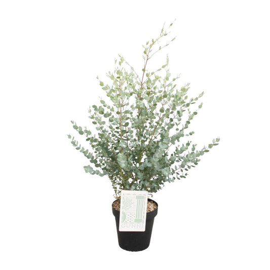 Eucalyptus Gunni – Pflegeleichter Zierbaum Ø23cm, 75cm hoch