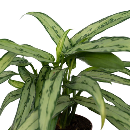 Aglaonema Cutlass – Pflegeleichte Zimmerpflanze Ø30cm