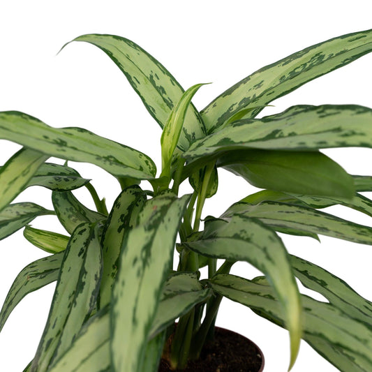 Aglaonema Cutlass – Pflegeleichte Zimmerpflanze Ø30cm