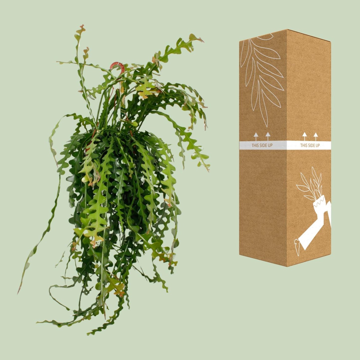 Epiphyllum Anguliger – Pflegeleichter Fensterblatt-Kaktus Ø21cm