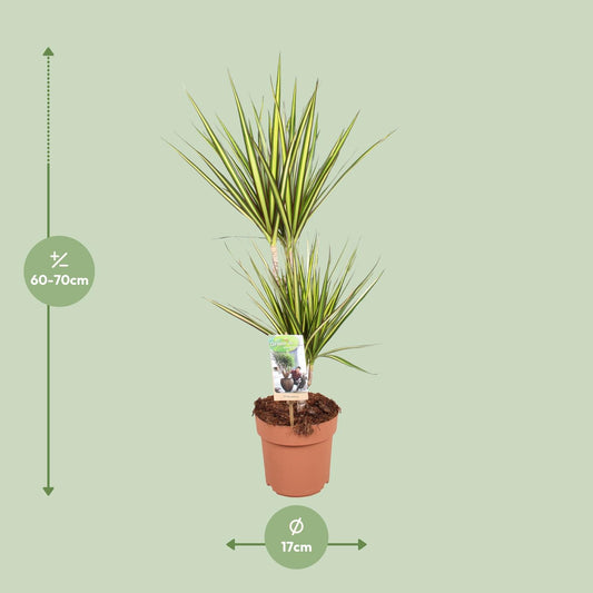 Dracaena Sunray – Elegante, pflegeleichte Zimmerpflanze Ø17cm