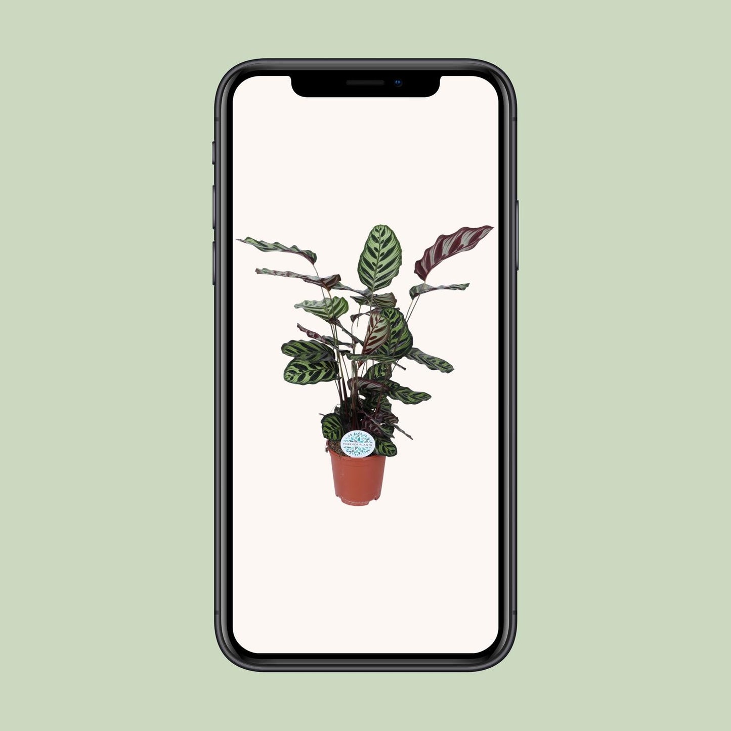 Calathea Makoyana – pflegeleichte Zimmerpflanze Ø21cm