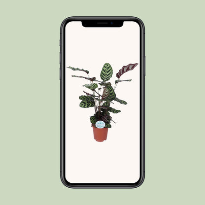 Calathea Makoyana – pflegeleichte Zimmerpflanze Ø21cm