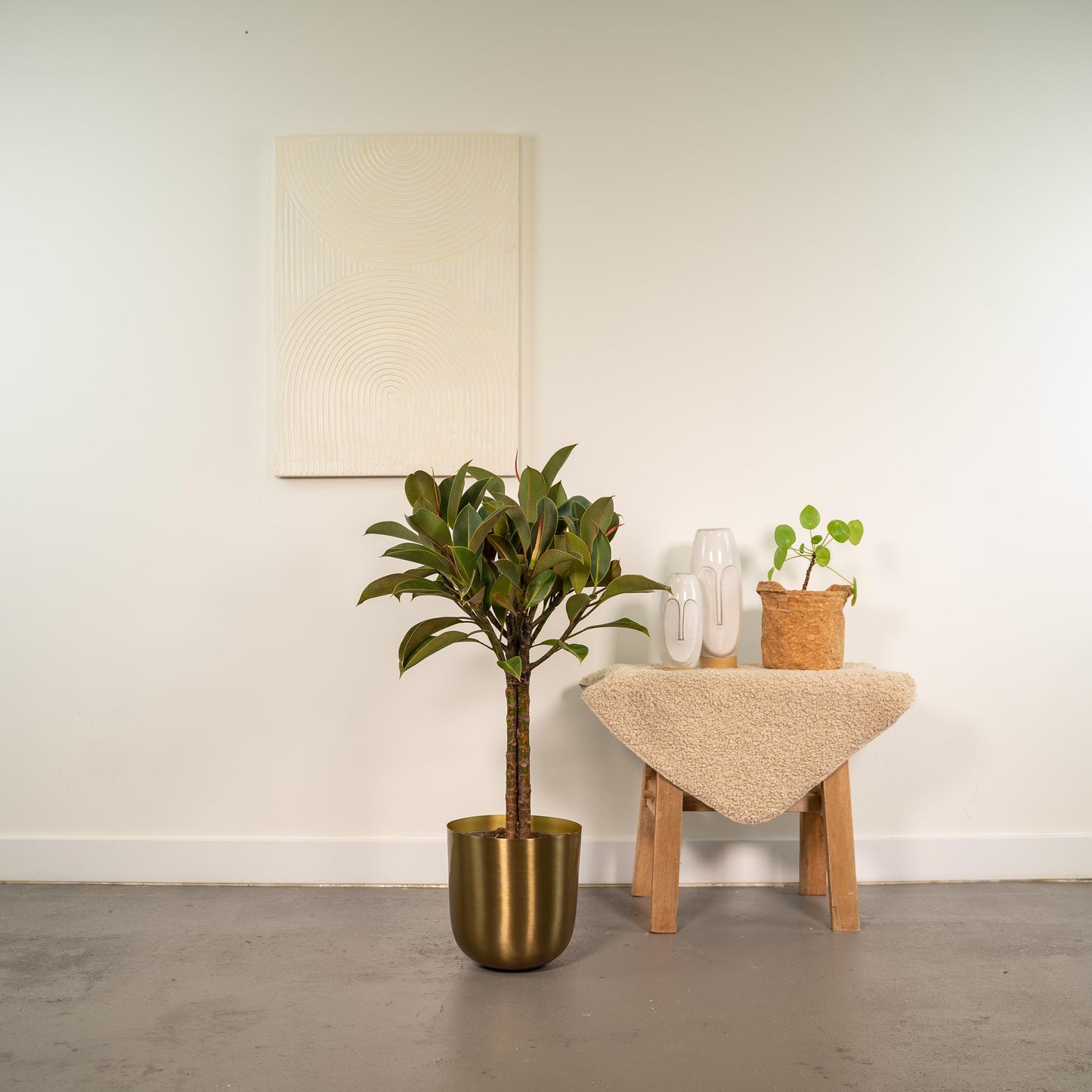 Ficus elastica Melany Stamm im Mayk Gold Topf – 90 cm