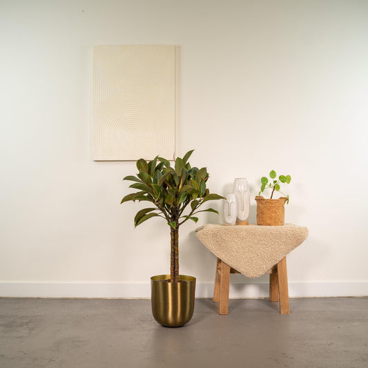 Ficus elastica Melany Stamm im Mayk Gold Topf – 90 cm