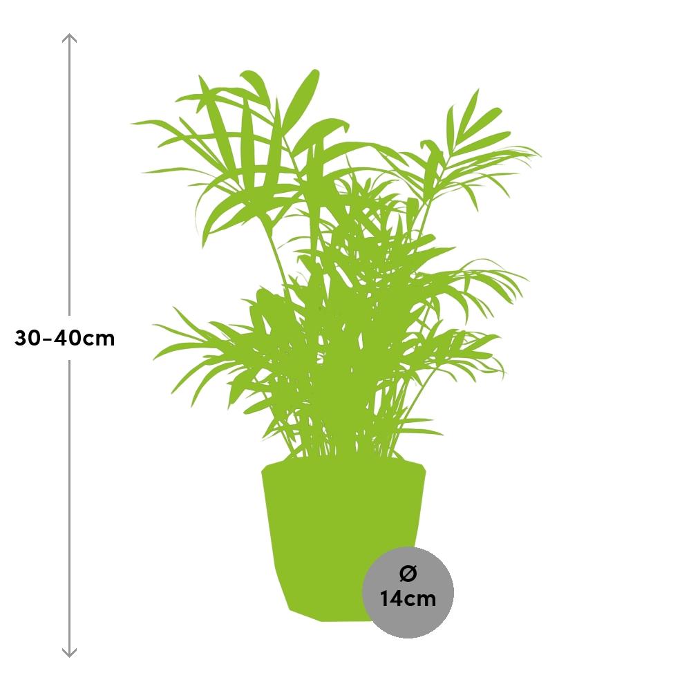 Chamaedorea Zwergbergpalme in ELHO b.for rock 14 cm warm grey