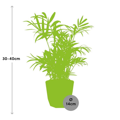 Chamaedorea Zwergbergpalme in ELHO b.for rock 14 cm warm grey