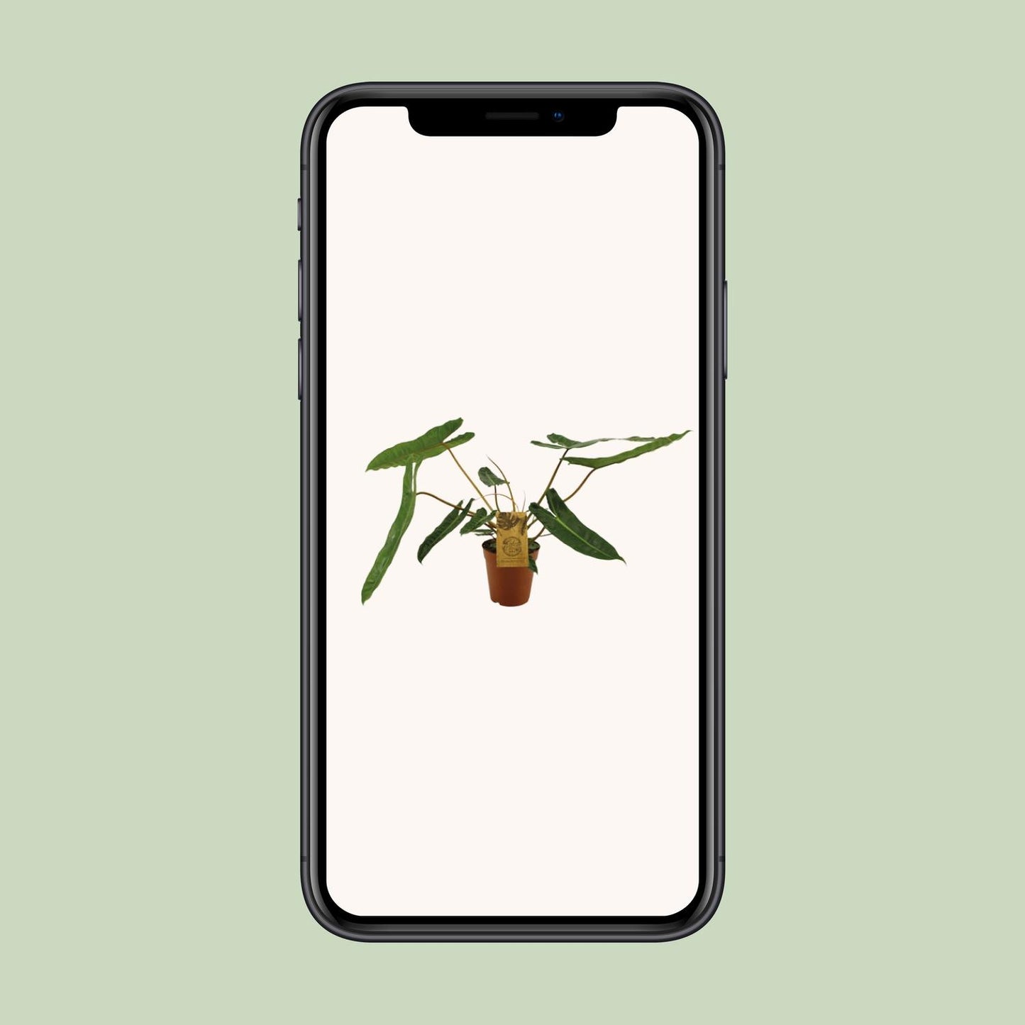 Philodendron Billetiae – Pflegeleichte Zimmerpflanze Ø15cm