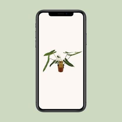Philodendron Billetiae – Pflegeleichte Zimmerpflanze Ø15cm