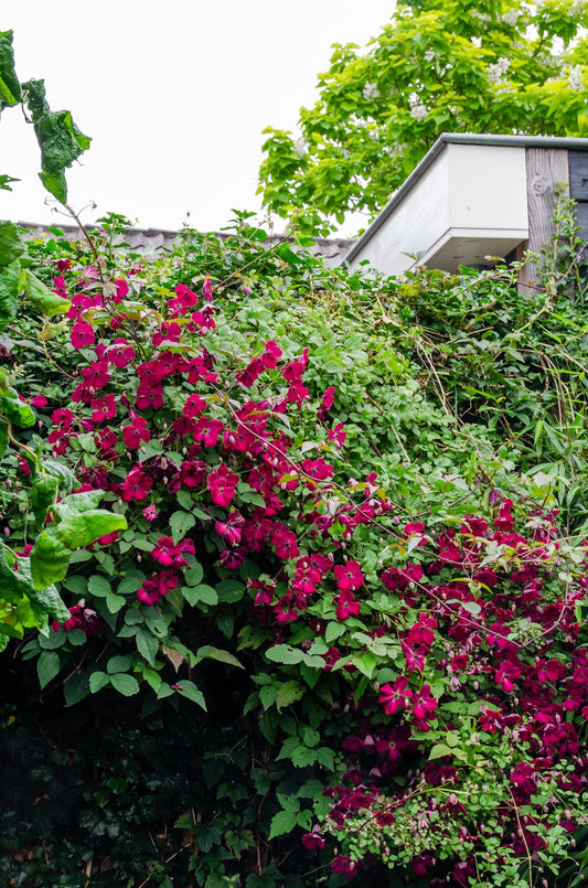 Clematis 'Hagley Hybrid' – Elegante pflegeleichte Waldrebe Ø15cm