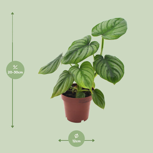 Philodendron Mamei - Seltene, pflegeleichte Zimmerpflanze Ø12cm