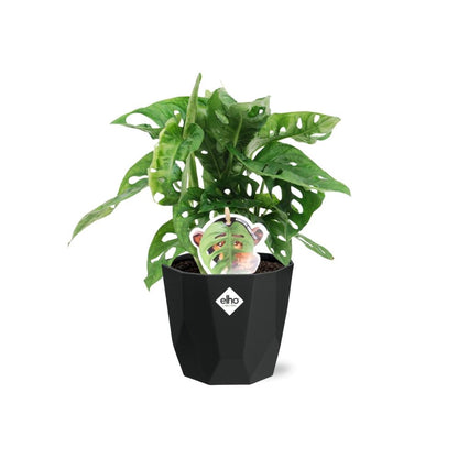 Monstera ‘Monkey Leaf’ – pflegeleichte Zimmerpflanze 14cm