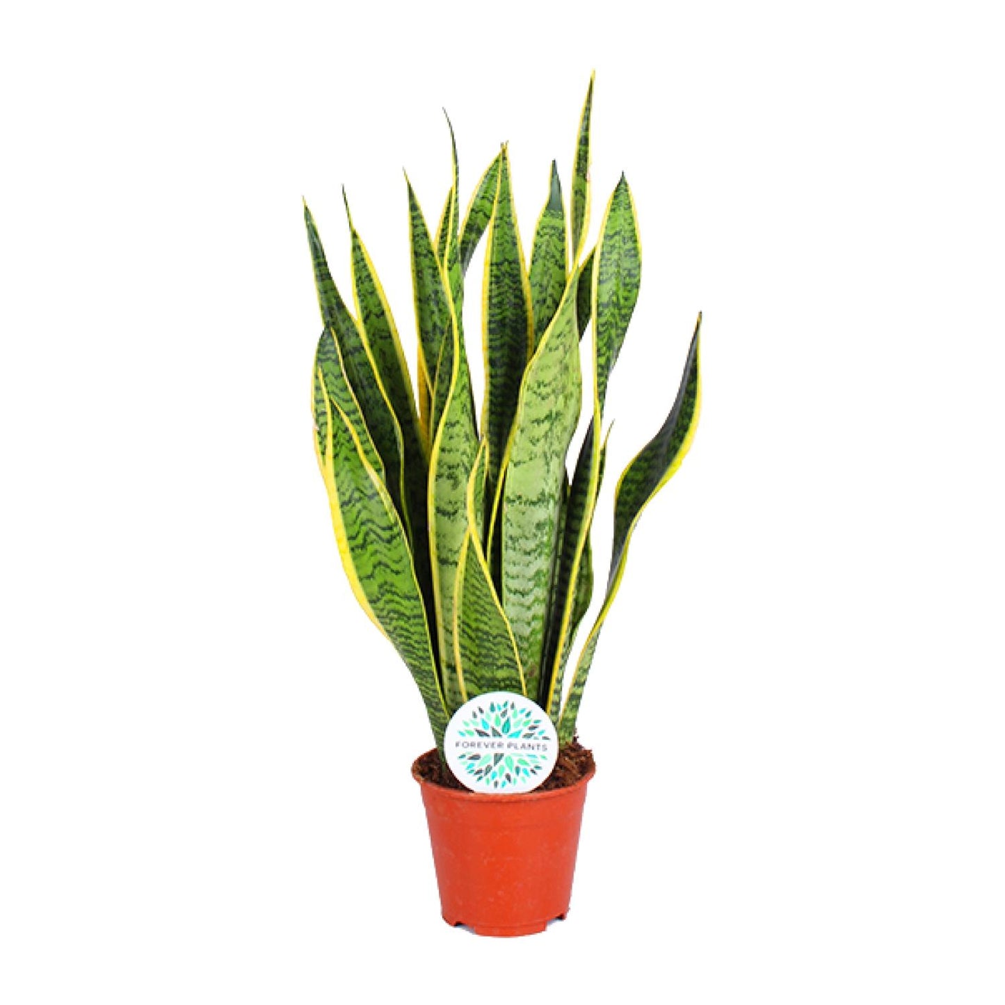 Sansevieria Trifasciata Laurentii – Pflegeleichte Luftreiniger-Pflanze Ø14cm